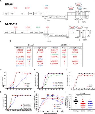 Characterization of Two Heterogeneous Lethal Mouse-Adapted SARS-CoV-2 Variants Recapitulating Representative Aspects of Human COVID-19